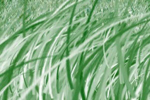 grass
