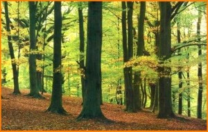 bosc