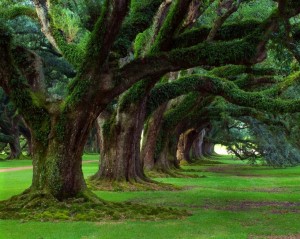 arbre