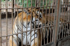 tigre